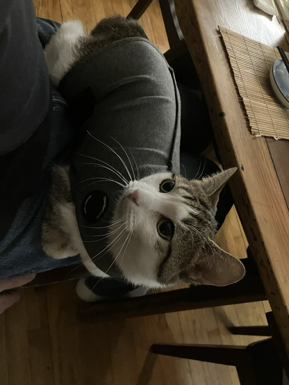 My cat Miju wearing a thunder shirt sitting on my lap looking at me.