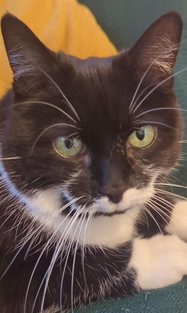 Penny the cat sitting looking up at me