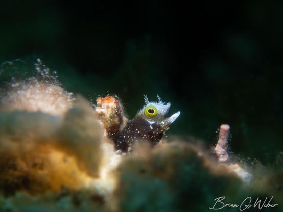 Subject: Spinyhead blenny. The small blenny peeks its head out with an open mouth, white face region, tiny visible spines on top, two prominent horn-like spines, and a brown body with white speckles. The blenny is lit, but the foreground and background substrate is dark.