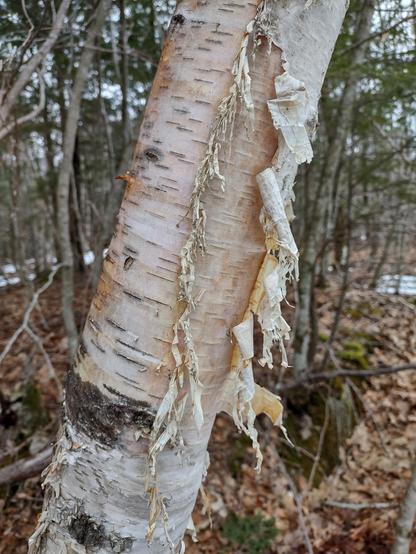 A close up of a paper birch trunk. The tree slants from left to right in the image; this is how it has grown because the weight of the snow each year bends it to that side and it has to work to get itself mostly upright again each spring. The bark is subtly colored in creams, yellows, and salmon pinks. The outer layers are peeling off the tree and dangling in fantastic curls, leaving the fresher bark beneath visible. One line of bark curls are small and dangle like corkscrews. The other line of curls are wider and less tight. Together they make the tree look very fancy.