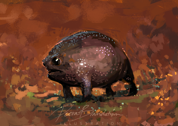 Digital painting of an african rain frog (avocado-like squeaky cuteness) by Petra Brandström, made in Krita.