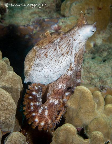 An octopus stretches to the upper right to peer at its surroundings whilst its temporarily white head trails behind. Tentacles at bottom appear reddish brown mottled with white.