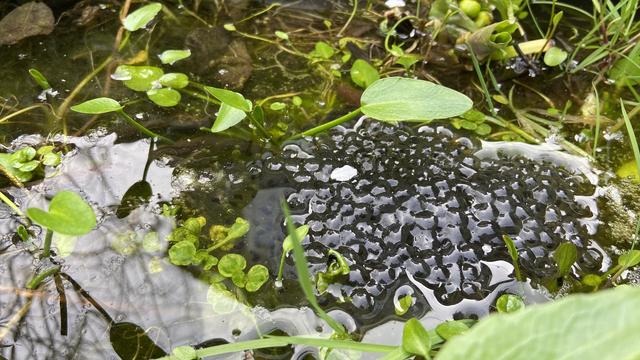 Some frogspawn floating on the top of a pond.