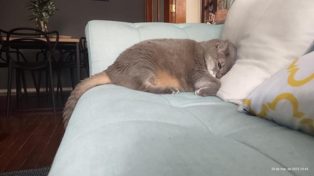 Uma gatinha gorducha cinzenta deitada num sofá azul claro, com a cabeça apoiada numa almofada.