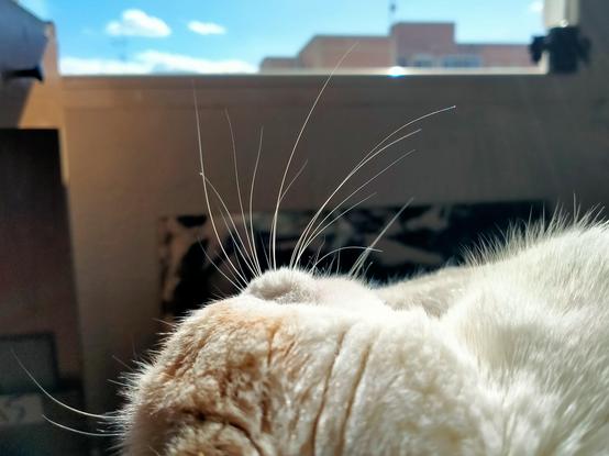 The side of a cat's face from behind, lying in the sun. Long whiskers standing out