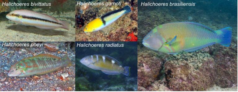 underwater photos of 5 different species of colorful fishes