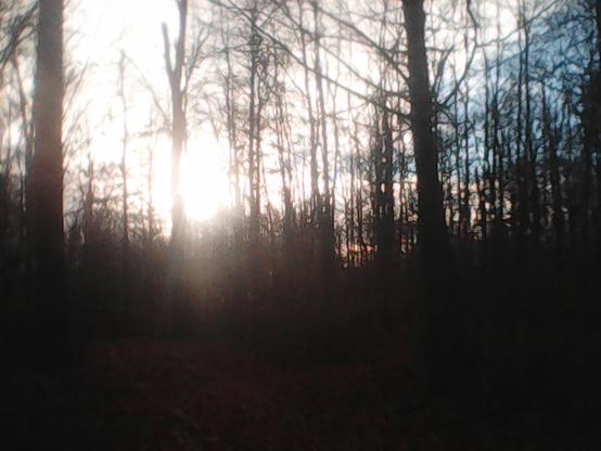 Sun breaks through a bleak forest.