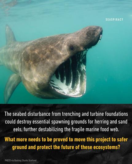 Photo of a whale swimming in turquoise water

The seabed disturbance from trenching and turbine foundations could destroy essential spawning grounds for herring and sand eels, further destabilising the fragile marine food web. 
What more needs to be proved to move this project to safer ground and protect the future of these ecosystems?