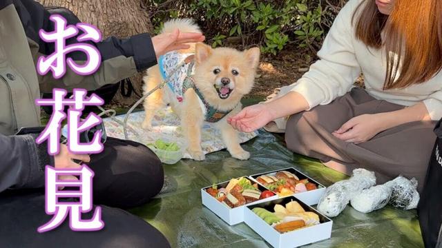 愛犬と一緒にお弁当を持って花見に行ったら、こうなりました…笑