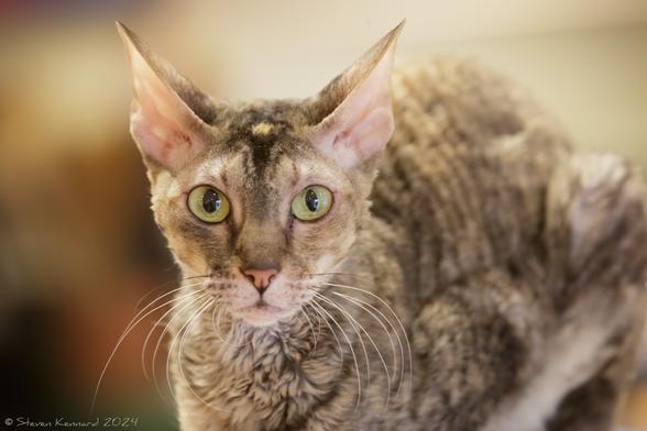 A young tabby cat with curly coat, a pink nose and big ears is staring straight at the camera. Her whiskers are curled perfectly around in front of her chest.