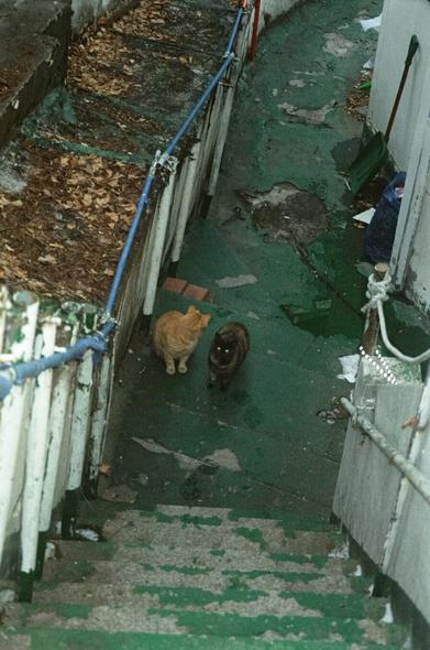 계단 아래에 노란 고양이 랑랑과 카오스 삼색 고양이 테라가 밥을 기다리고 있다. 랑랑은 뒤를 돌아보고 있고 테라는 카메라 플래시 때문에 눈이 빛나고 있다.