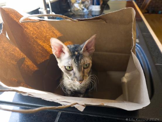 A large brown paper bag with twisted handles is in a black kitchen sink. In the paper bag is a young, slim tabby cat with big ears, a small reddish spot on her forehead and white whiskers curled around in front of her. She is sitting upright, looking just off centre in front of her.