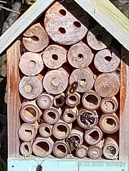 Insektenhotel mit Wildbienen