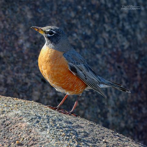 A robin standing on a rock.