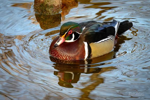 A wood duck floats on a pond at the Saint Louis Zoo.