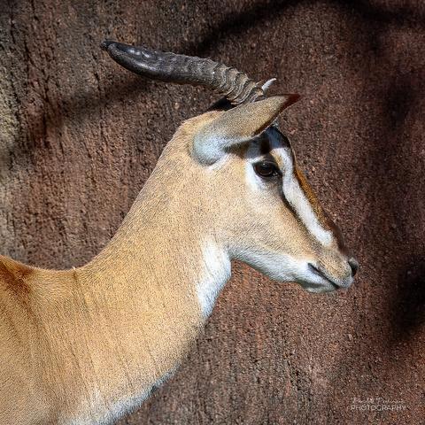 Side head photo of a sommerring's gazelle.