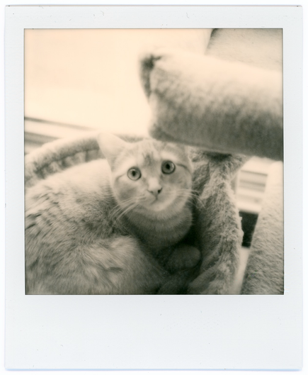 A black and white Polaroid of a small cat looking up from her hammock with expectation and, perhaps, a degree of worry.