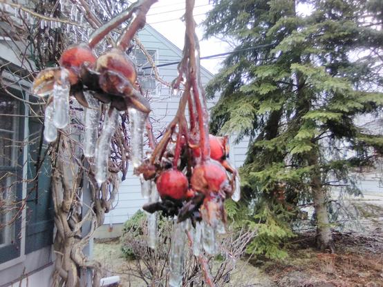 Red rose hips covered in ice, with a centimetre-long icicles hanging from them.