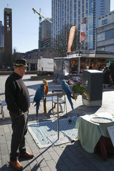 The image shows a street scene with a man standing next to several colorful parrots perched on a stand. There is a table with a sign to the side. In the background, there are buildings, a waffle stand, and a crane. The setting appears to be in an urban area.