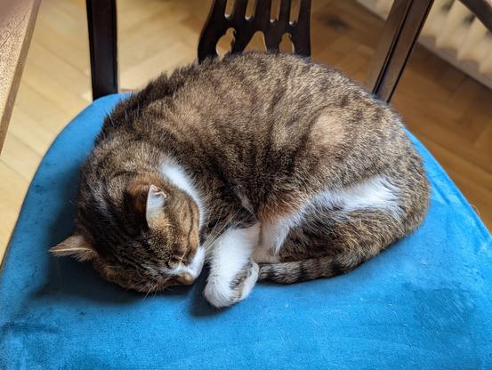 Cat curled up on a turquoise chair cushion.