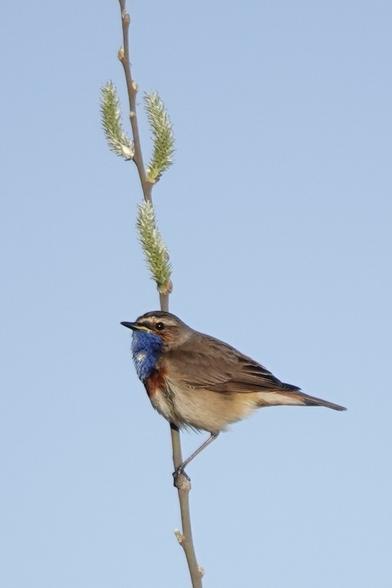 Blauwborst op een takje