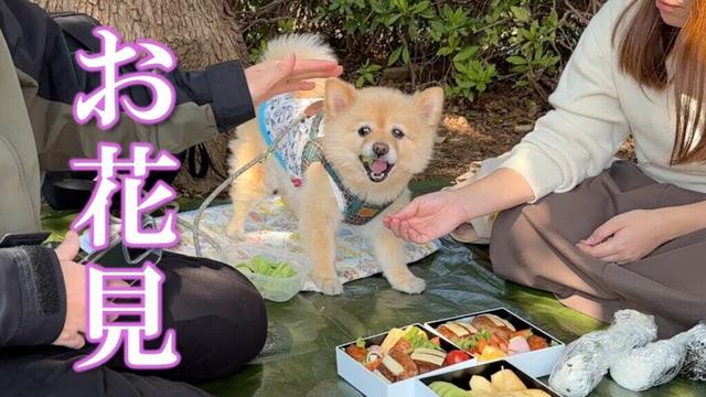 愛犬と一緒に花見に行ったらこうなりました…笑