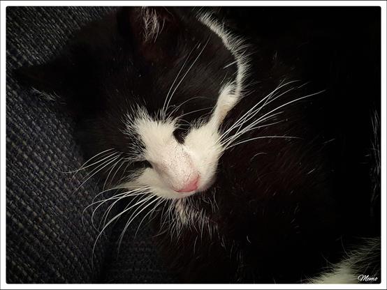 Bildbeschreibung:
Beka auf der Couch.