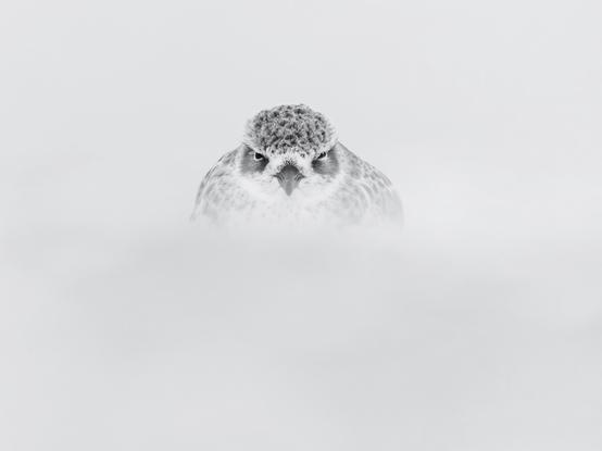 A tūturiwhatu (New Zealand dotterel) in high key black and white looking straight at the camera with foreground and background merging and blurred giving an ethereal look.