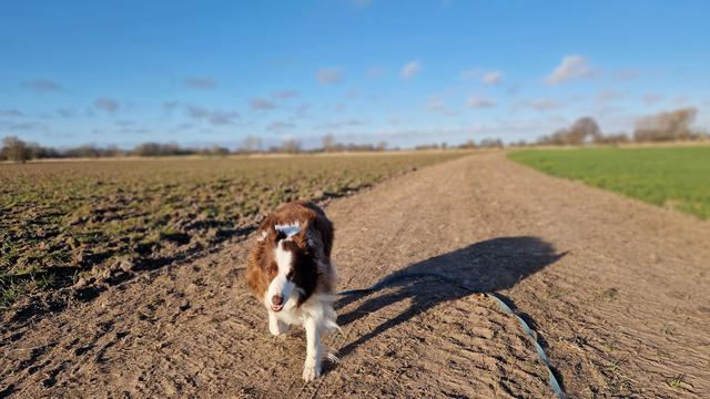 Hund auf sonnigem Feldweg