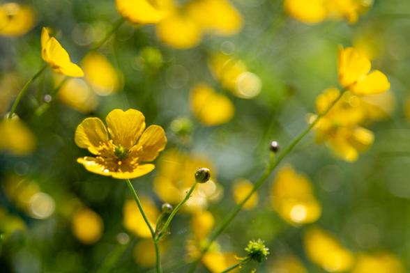 A green meadow full of yellow buttercups. Iinks in the middle 1 buttercup sharp, all others vague. Sometimes vague flowers, sometimes just balls, a green vague background full. Lots of sunny cheerfulness to be a little happy about.