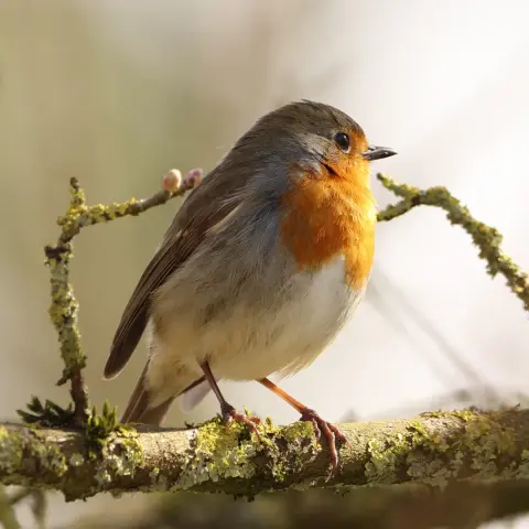 European robin on a branch
