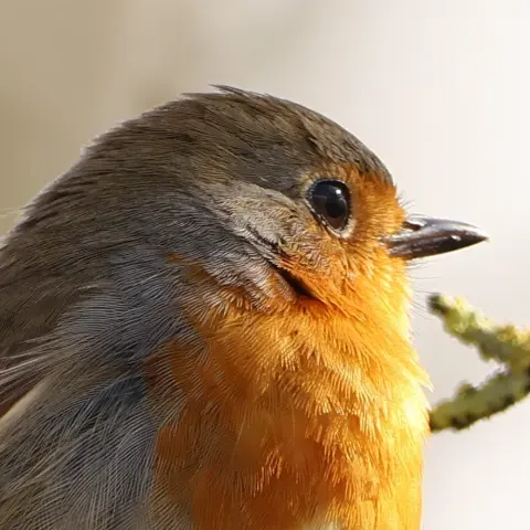 Head close up