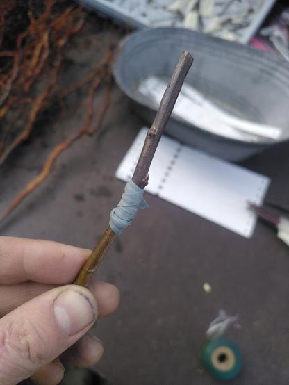 Rootstock and Scion bound together by a blue rubber band