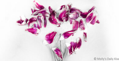 Cropped image looking down on molly's mound which is covered in purple tulip petals. The rest of the image is in high contrast black and white and we can see the lines of her pussy and some short pubic hair for post called Sublime and tender