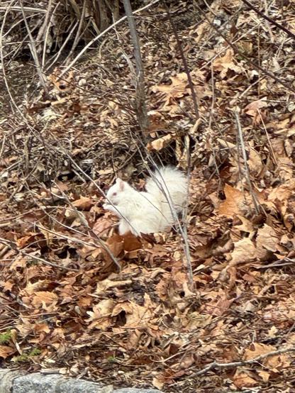 An albino squirrel