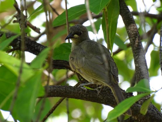 White-gaped Honeyeater (Stomiopera unicolor)
LC Least Concern
