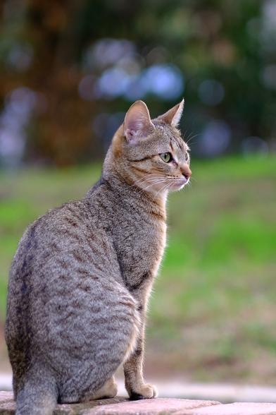 Photo of a young tabby cat in a park.