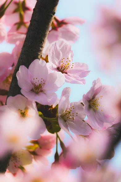 Focus on upper center of a sunlit cherry blossom in bloom, purple and pink hues surround it from other cherry blossoms, including very blurry ones that are out of focus in the foreground. The sky is a light blue behind the flowers