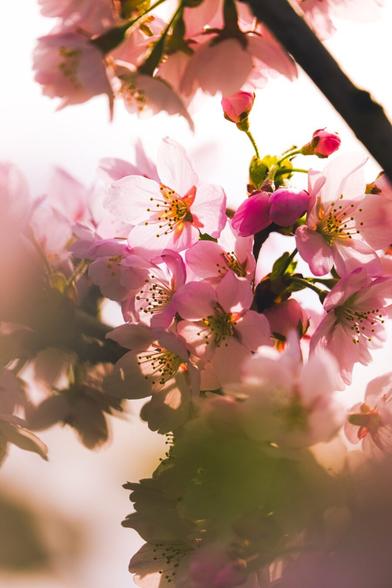 A cherry blossom in focus in the upper center of the photo, backlit by the sun. Deep yellow hue over the whole image from the sun facing the lens, while the surrounding flowering show a vibrant pink purple. Flowers in the foreground are blurry and out of focus and help frame the in focus flower in the upper center of the photo