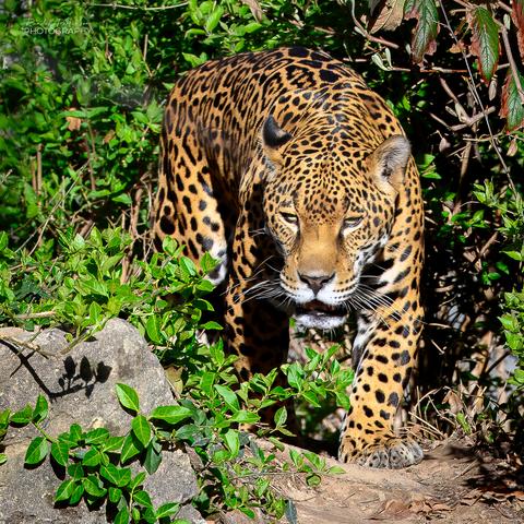 A jaguar coming out of foliage into the open on a dirt path.