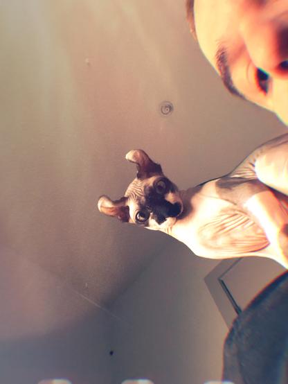 Elf cat perched on papa’s shoulder