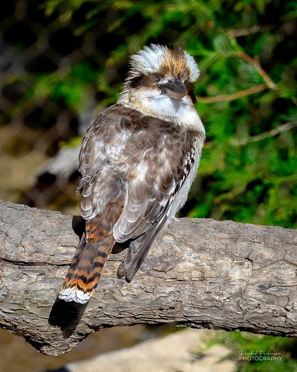 A laughing kookaburra sits on a large tree branch in an outdoor exhibit at the Saint Louis Zoo.