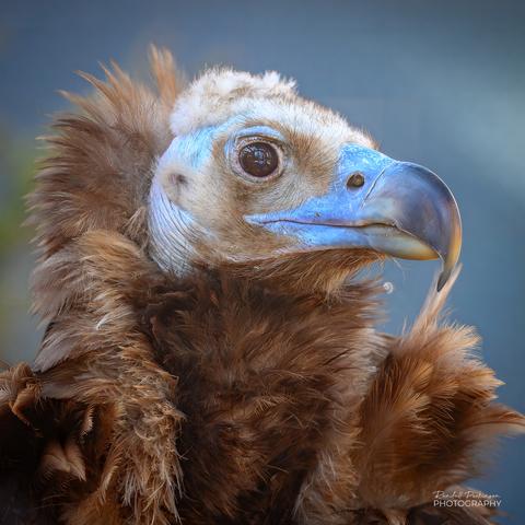 A close-up head and shoulders photo of a cinereous vulture at the Saint Louis Zoo.