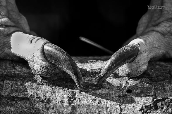 A closeup of one left foot talon and one right foot talon of a cinereous vulture at the Saint Louis Zoo