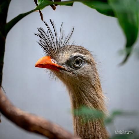 Head shot of a red-legged seriema seen through some out of focus foreground foliage.