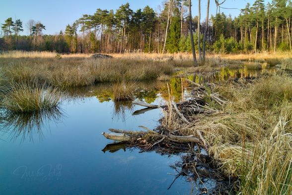 A vast grassy area flooded by beavers, surrounded by a pine forest. All in the warm afternoon sun. The lower two-thirds of the frame are golden-yellow dried grasses. From the lower left corner towards the upper right, a wide strip of dark water reflecting the sky. On the right side of the water there are a lot of dry branches cut down by beavers. To the left of the strip of water, in the upper part of the grass, we can see a beaver's lodge, and to the right of it three large tree trunks. The photo ends with a wall of a pine forest and above it a blue, cloudless sky.