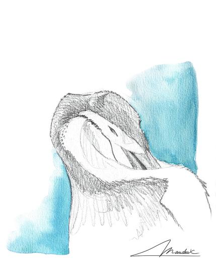 Croquis de manchot à jugulaire en train de se toiléter avec un petit fond aquarelle bleu.