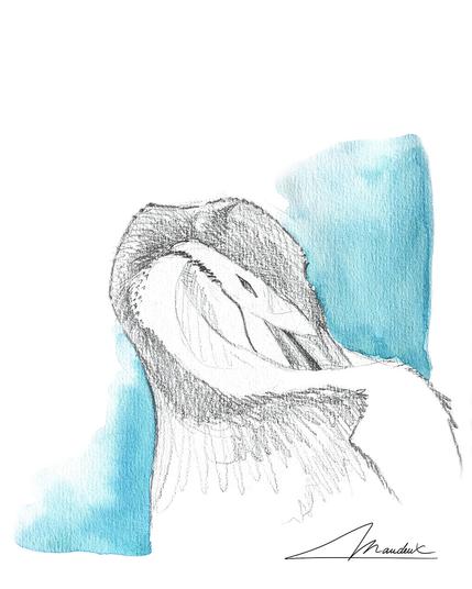 Croquis de manchot à jugulaire en train de se toiléter avec un petit fond aquarelle bleu.