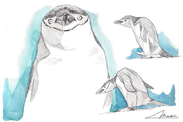 Croquis de trois manchot à jugulaire au crayon avec un fond à l'aquarelle bleu. Le manchot de face est assez impactant avec le raccourci du bec