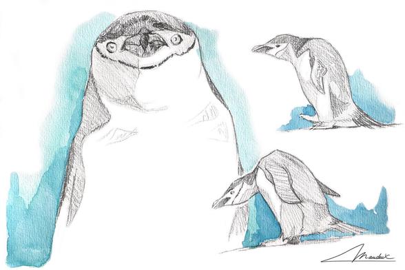 Croquis de trois manchot à jugulaire au crayon avec un fond à l'aquarelle bleu. Le manchot de face est assez impactant avec le raccourci du bec